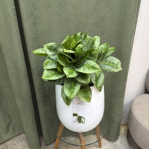 Аглаонема лемон минт lemon mint