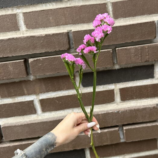 Статица сиреневая