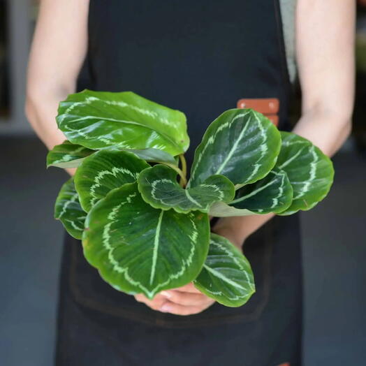 «Изумрудный узор» — калатея розеопикта (Calathea roseopicta)