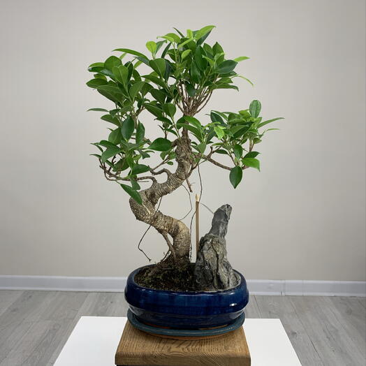 Бонсай фикус Ретуза s-образный ствол дерево в керамическом кашпо d20 cm с камнем на подарок