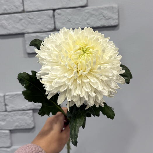 Белые хризантемы