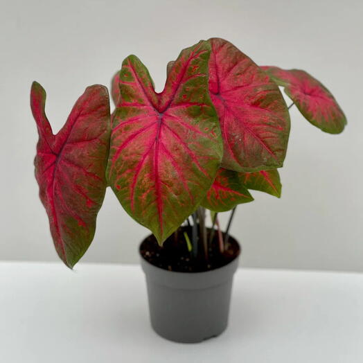 Каладиум Почтальон Джойнер (Caladium Postman Joyner) d12/h45