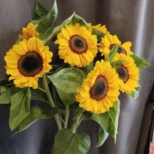 Подсолнух 🌻 солнышко