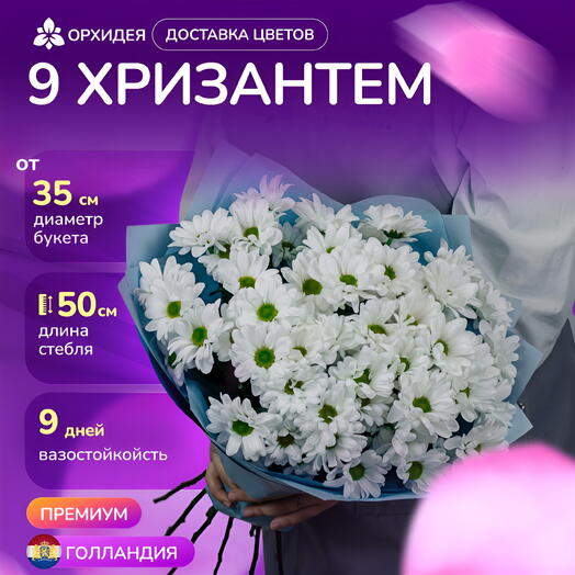 9 Хризантем бакарди белая