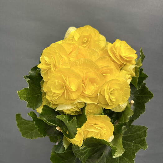 Бегония желтая 💛