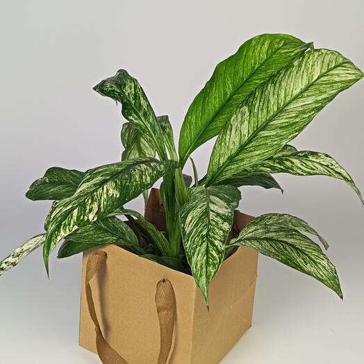 Спатифиллум Variegated