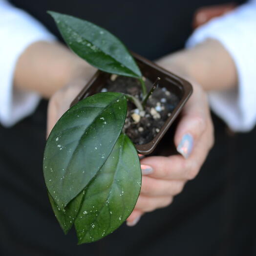 Хойя карноза (Hoya carnosa), «восковой плющ»