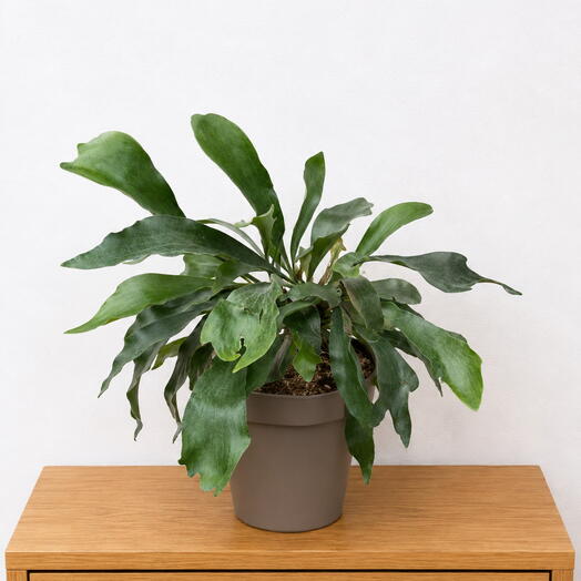 Platycerium – Sculptural Staghorn Fern