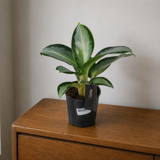 Aglaonema Silver small