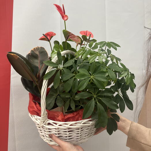 Корзина комнатных растений