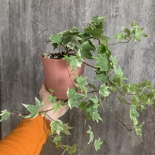 Плющ вариегатный Hedera Variegata в пыльно-розовом кашпо