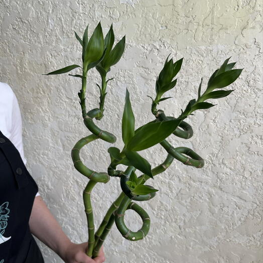 Драцена Сандера Спираль «Бамбук счастья» (Lucky Bamboo)