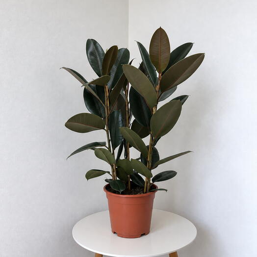 Ficus elastica ‘Abidjan