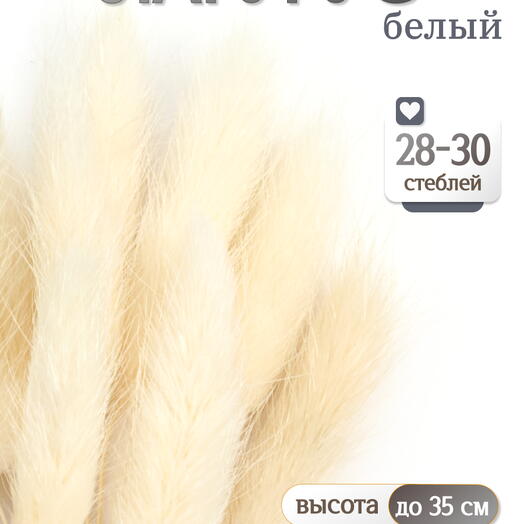 Лагурус белый 30 шт. Высший сорт. Высота 25-35 см М471