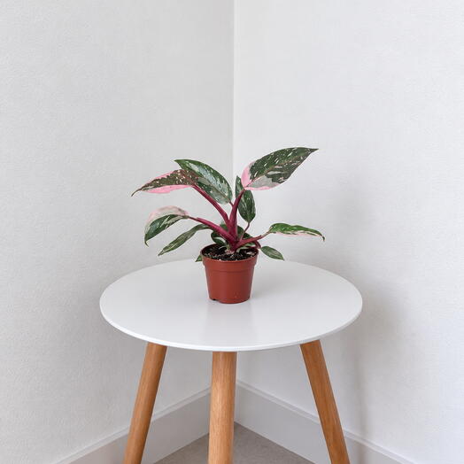 Philodendron Pink Princess
