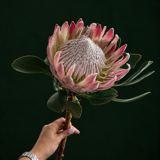 King Protea