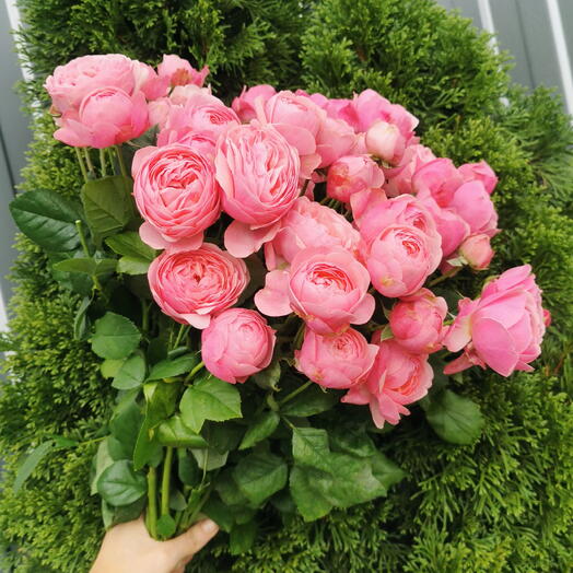Сильва пинк 🌸