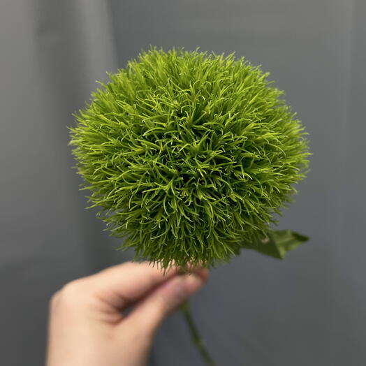 Гвоздика «Green Trick»