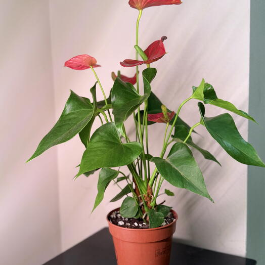 Антуриум Андрес микс красный