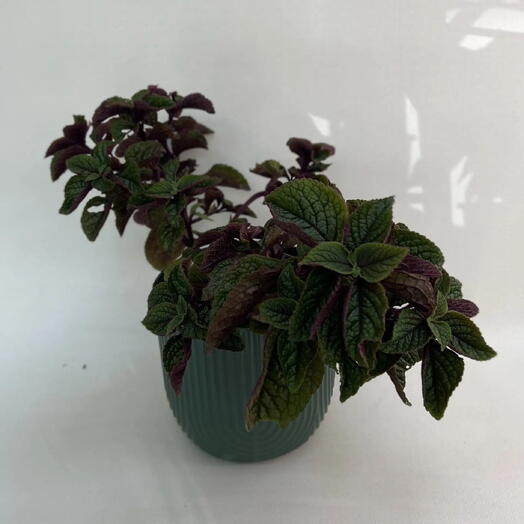 Плектрантус мутовчатый  / Plectranthus verticillatus