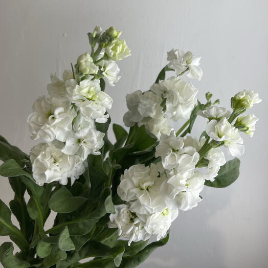 Метиолла белая 3