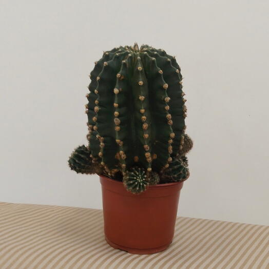 Кактус 🌵 Егорушка
