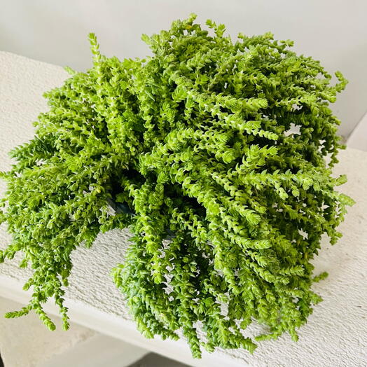 Крассула Мускоза (Crassula muscosa) - ампельный суккулент с каскадными побегами