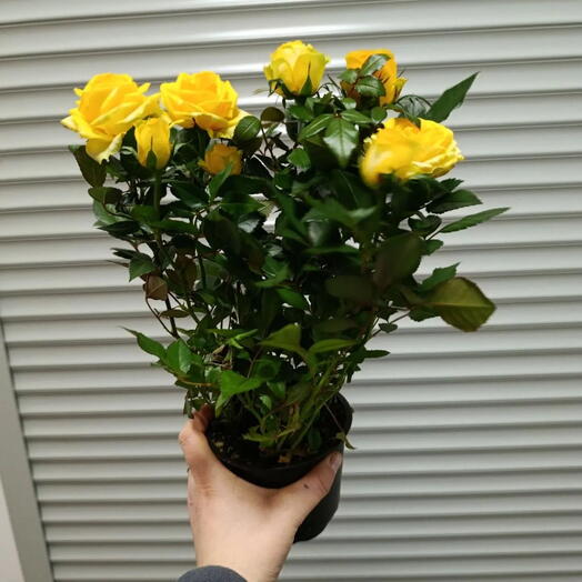 Роза Кардана