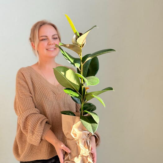 Фикус микрокарпа (Ficus microcarpa), сорт Гинсенг (Ginseng)