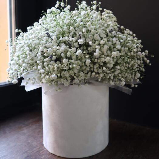 Terciopelo con lavanda