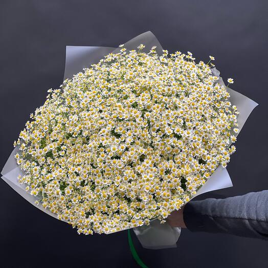 Bouquet of daisies