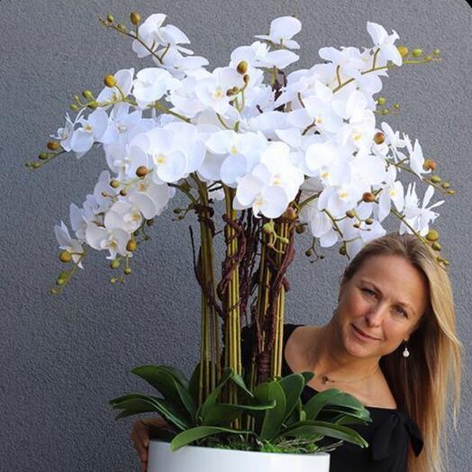 Composition of 16 orchids