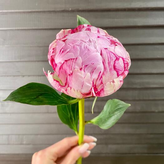 Peony "Sarah Bernhardt"