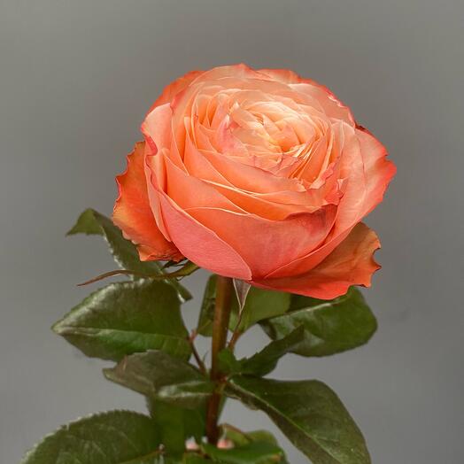 Rosa peonía