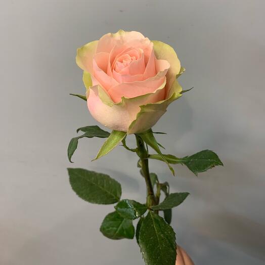 Роза Фрутетто Эквадор 60см