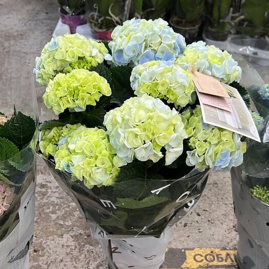 Planta de interior. Hortensia en maceta