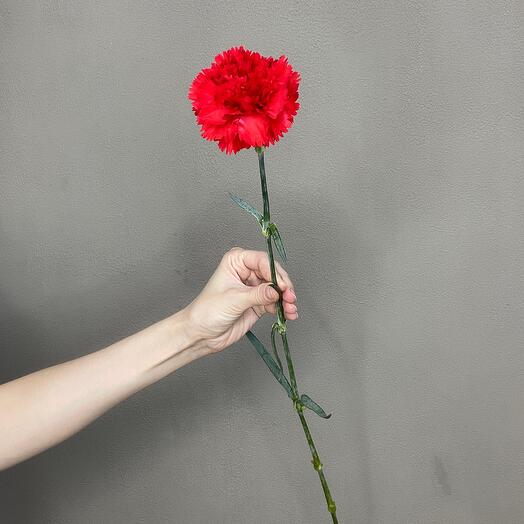 Clavel