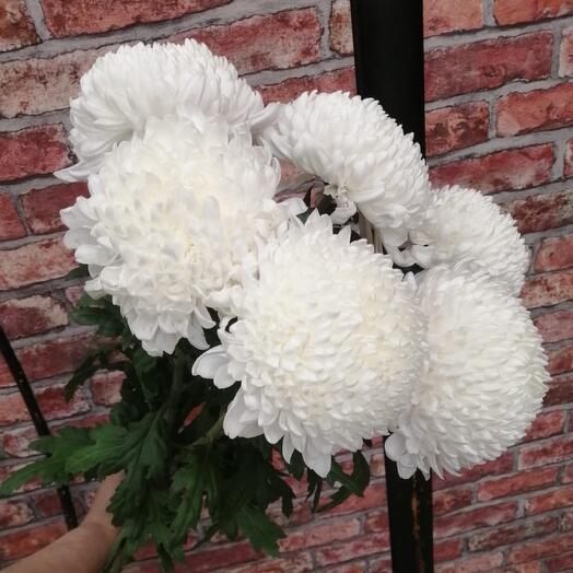 Single-headed chrysanthemum 7 pieces