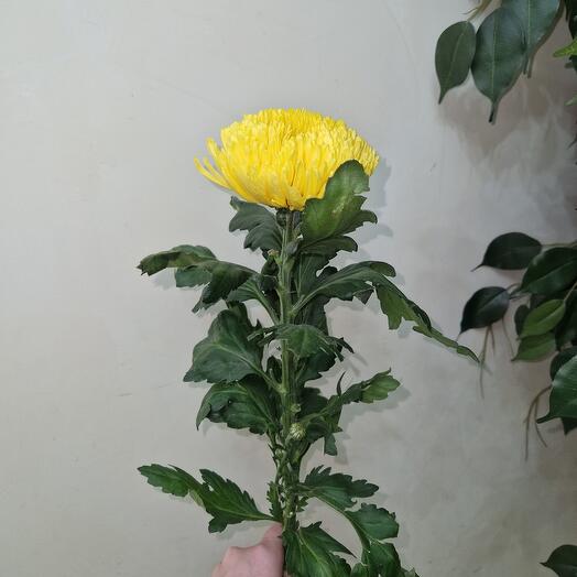 Хризантема штучная