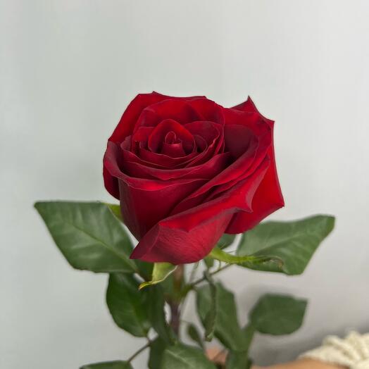 Rose Explorer Ecuador/70 cm