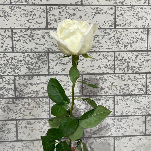 Метровая белая Роза
