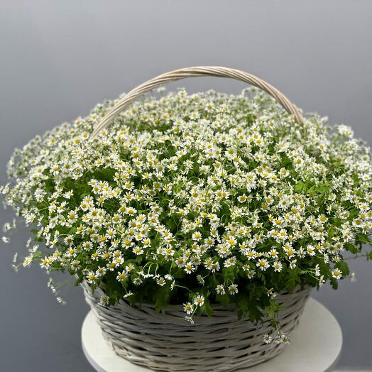 Cesta de 75 margaritas