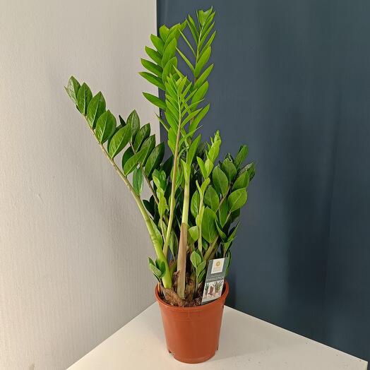 Замиокулькас Замиофолия д17