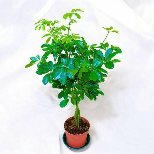 SCHEFFLERA ARAB NORA Indoor plant