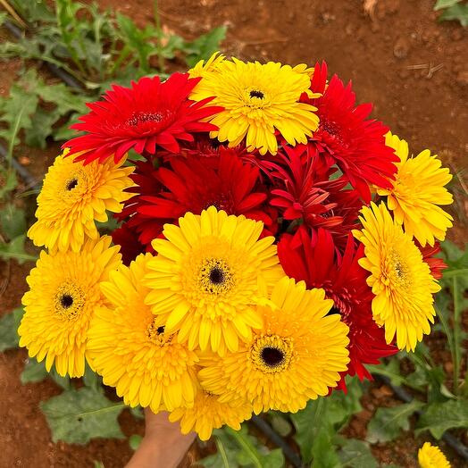 21 yellow and red Gerbera