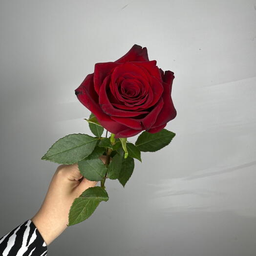 Red Rose Ecuador
