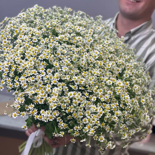Bouquet of 51 daisies