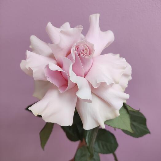 Rosa francesa Ecuador