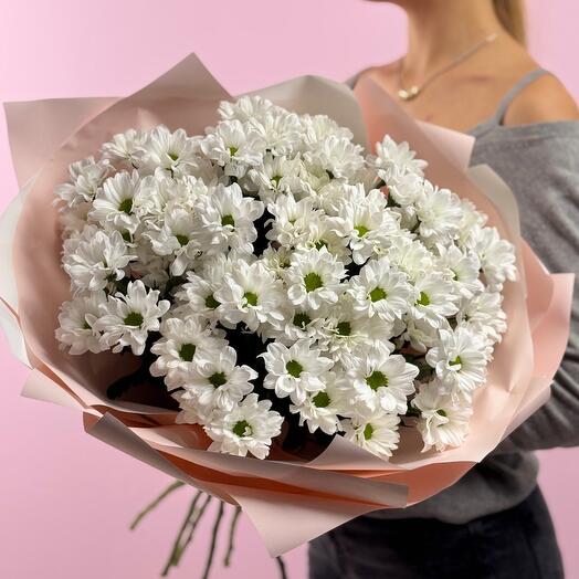 Chrysanthemums daisies