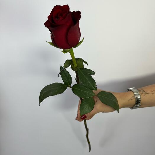 Роза Эквадор 60см